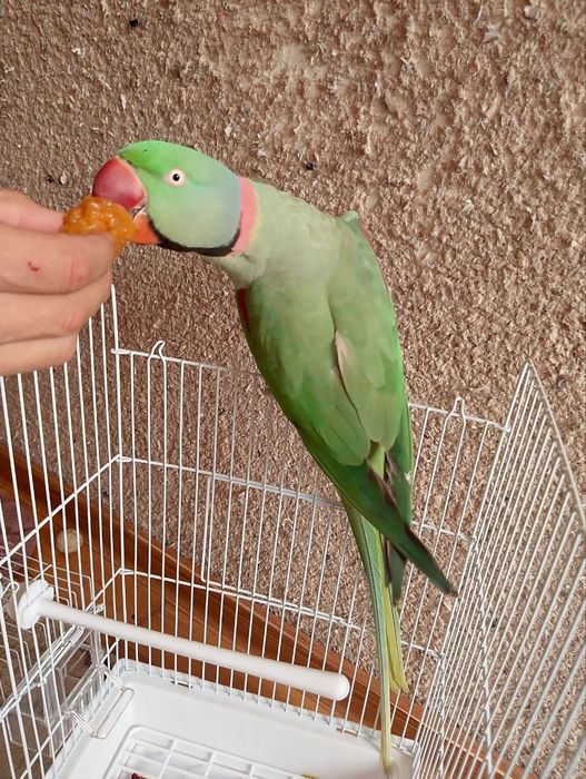 Aleksandra to'ti qushi