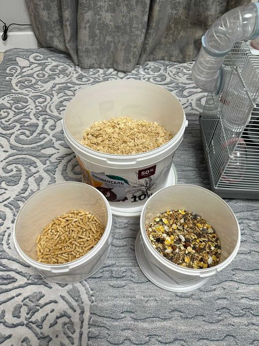 Сирийские хомяки