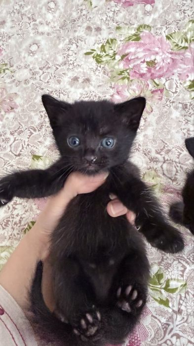 Котята Scottish Straight