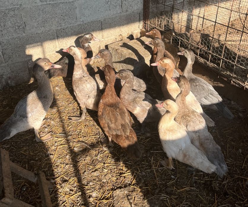 De vânzare Rațe și Rățoi Leșești Diferite Culori