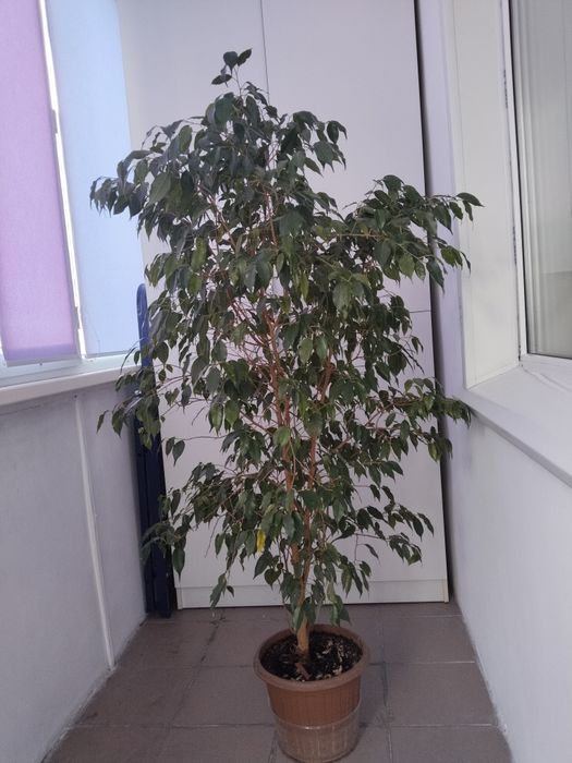 Комнатные цветы фикус