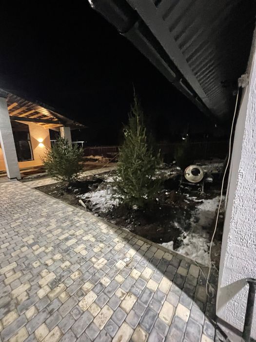 Ели голубые,зеленые