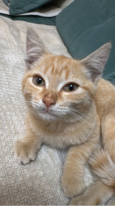 Котенок в поисках дома