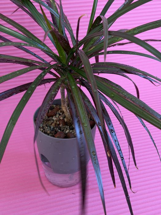 драцена маргината магента