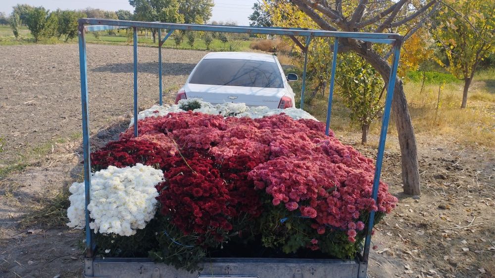 Бухоро.  гуллари