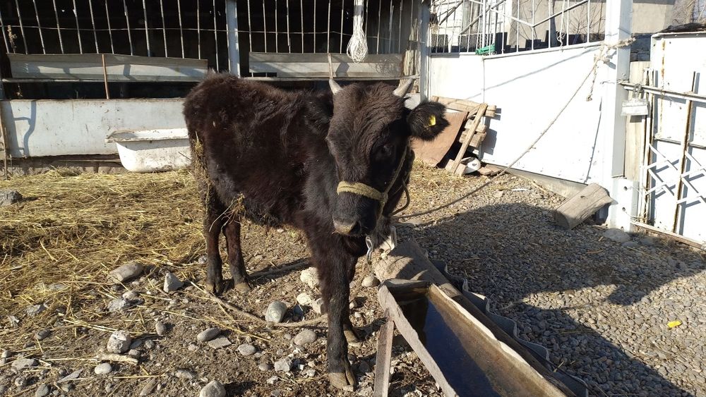 9 айлық 2 еркек бұзаулар сатылады.