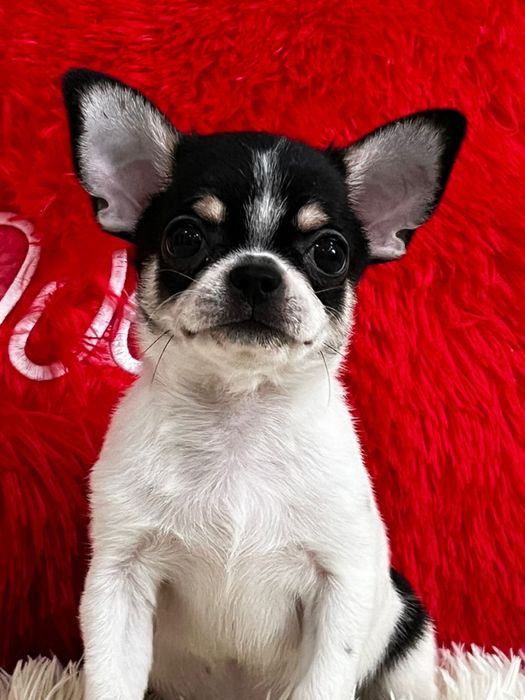 Супер малыш чихуахуа беби фейс