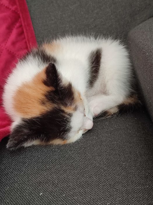 Pisicuțe pt adoptie