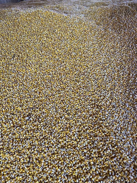 porumb productie proprie