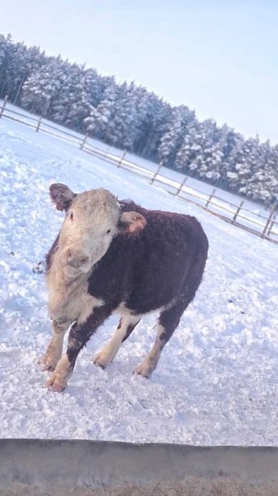 Продам телочек 2025 г. р.