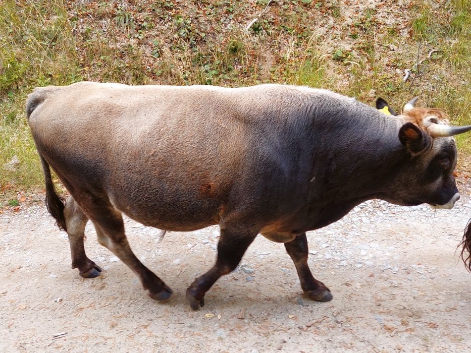 Продавам крави и бикове