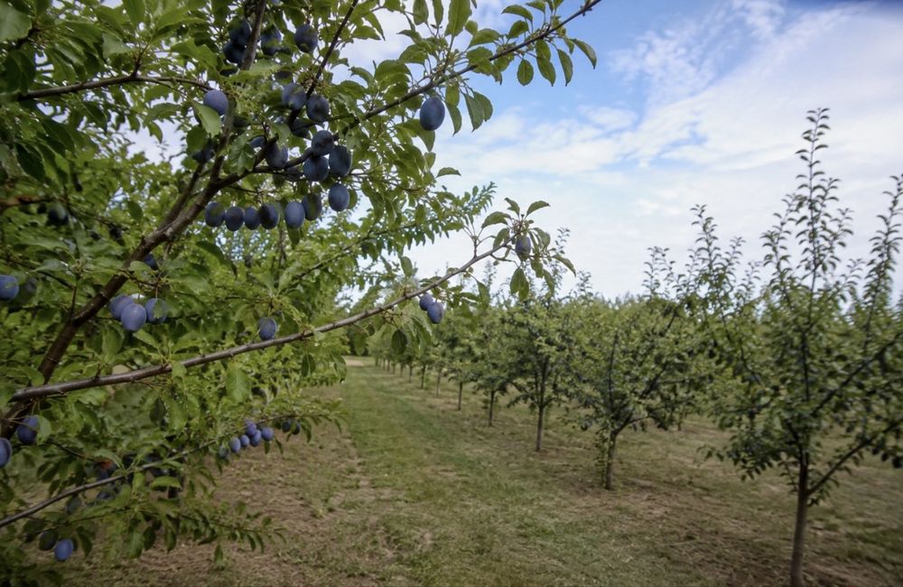 Prune pentru țuică