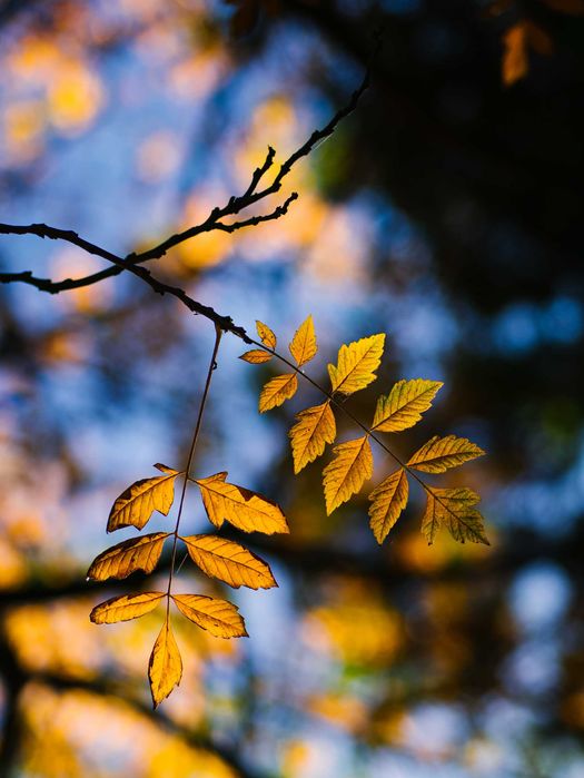 7 Artisans 55mm F1.4 montura micro four thirds Olympus/ Panasonic