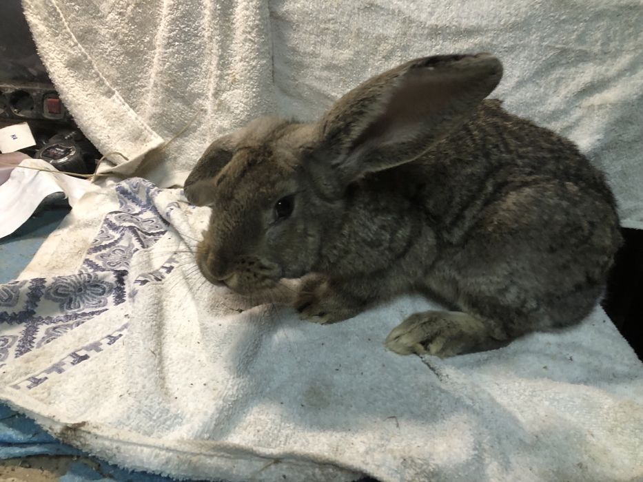 Vand O pereche de iepuri urias german