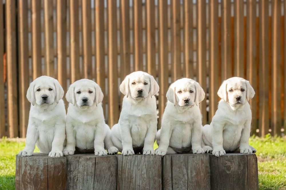 Малышата Лабрадора-Ретривера