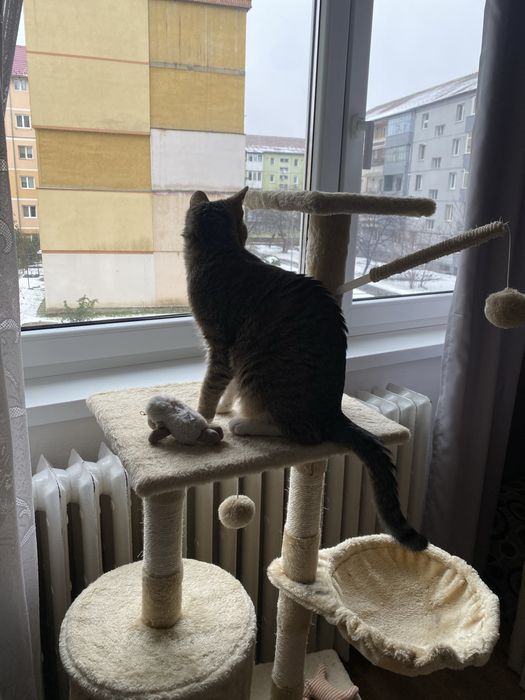 Casuta pentru pisici