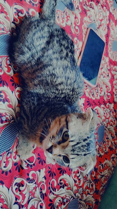 3 oylik aqili mushuk faqat oladigonlar tel qilsin bekorchilaga emas