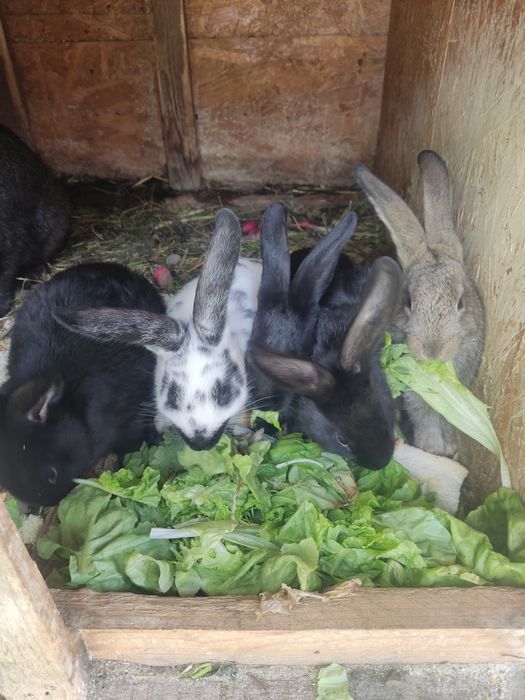 Vand iepurasi de 5 saptamana