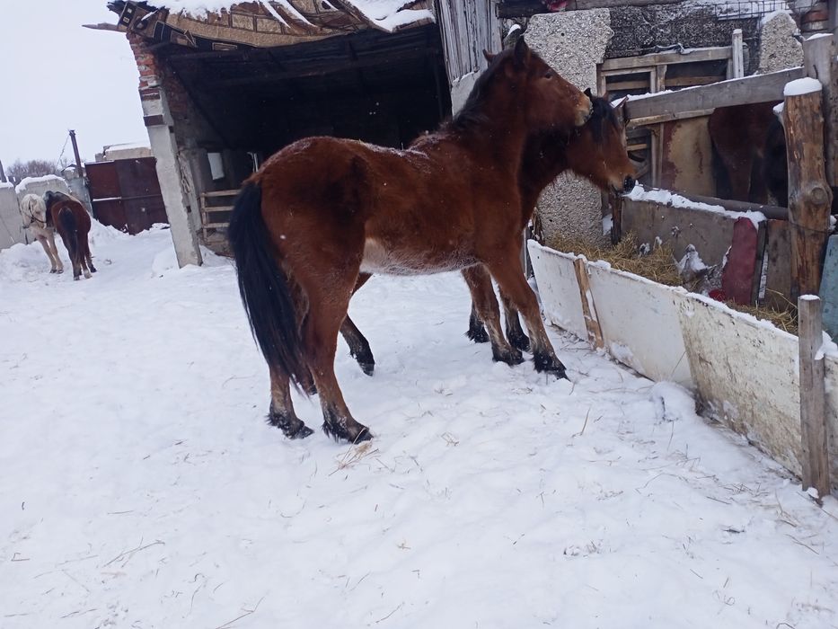 Продам тайлар согым