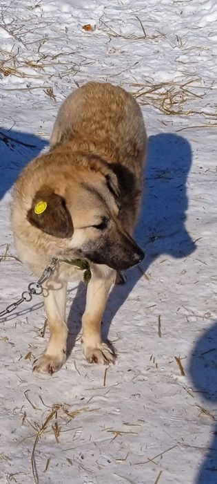 Ищет себе любящего хозяина