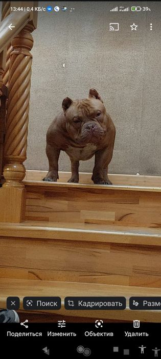 Американский булли. Родословная АВКС.