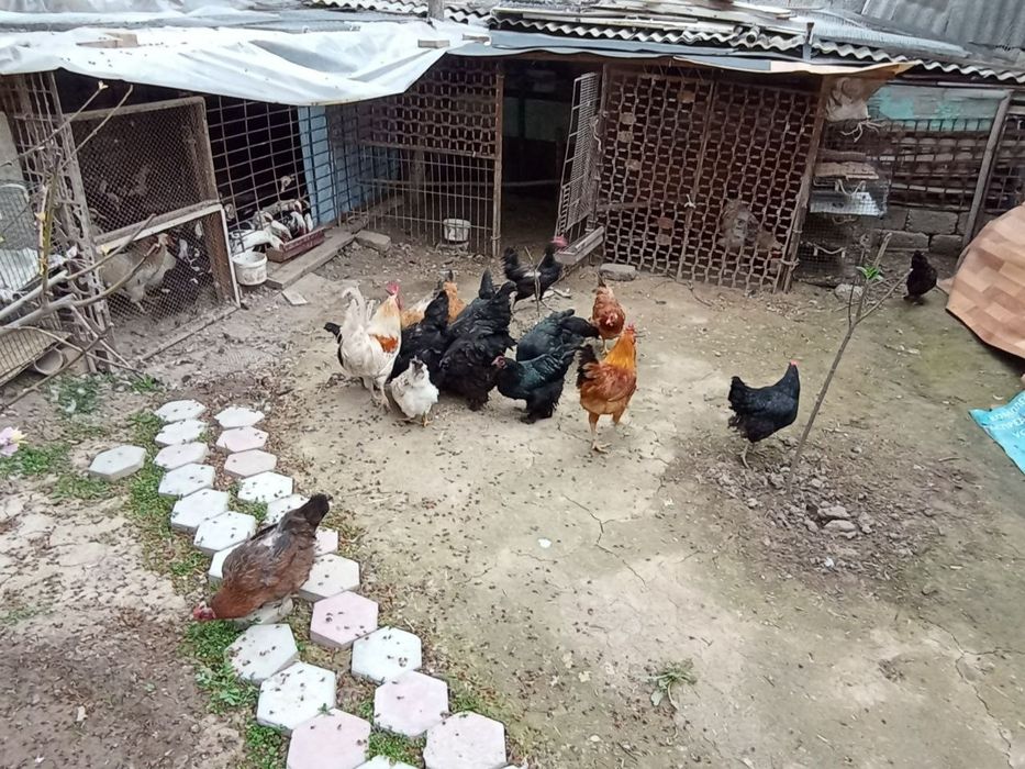 Damashni tovuqla sotladi