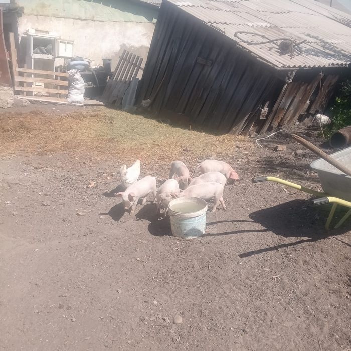 Продам маленьких поросят