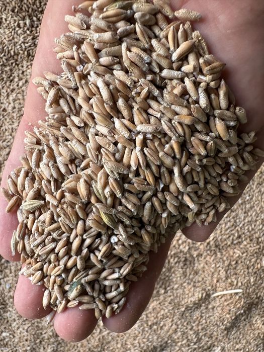 Vând triticale recoltă 2026