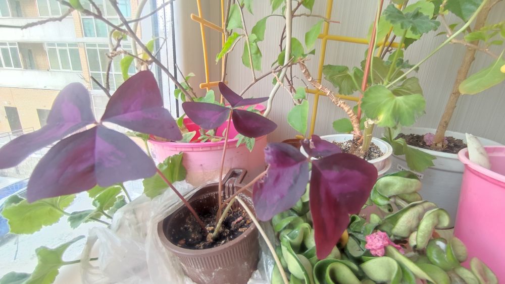 Кислица ( оксалис)