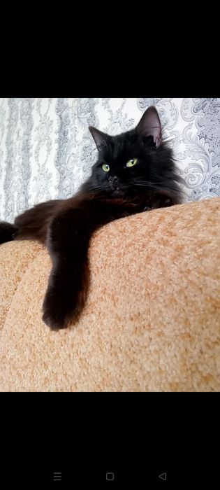 Одам добрые руки котят