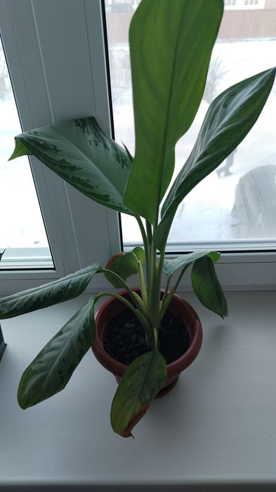 Цветочки,цена 500тенге