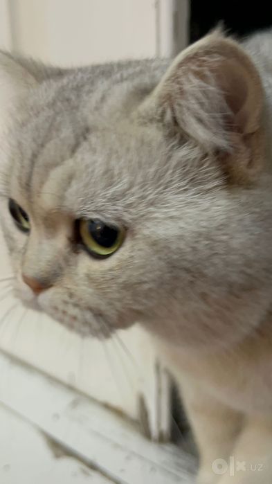 Продаю кота Британца