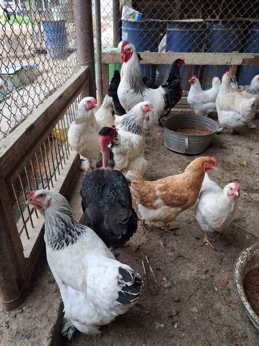 Инкубацыонные яйца.Кур.