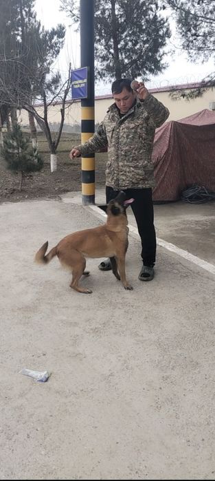 Maliniviy zoti urgochi