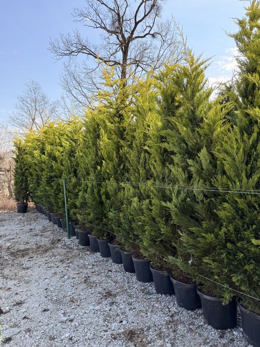 Leylandii cupressus toate marimile