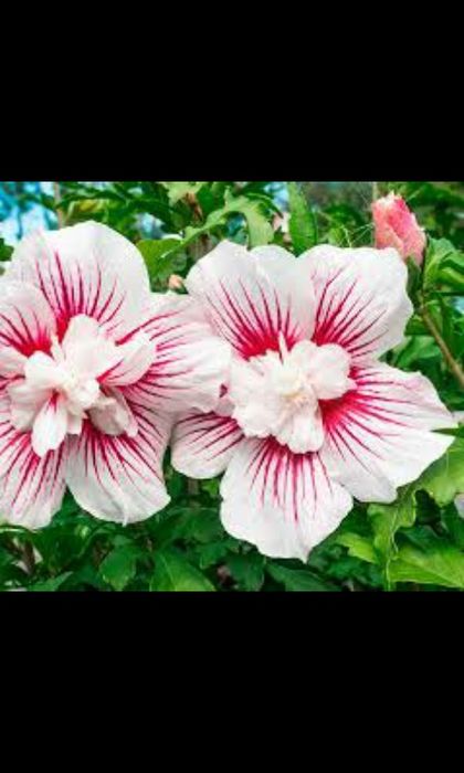 Сирень Индийкий. .   Гибискус красное белое   . Штамп  роза