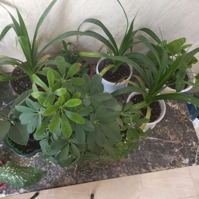 Продается комнатные цветы, бөлме гүлдері сатылады.