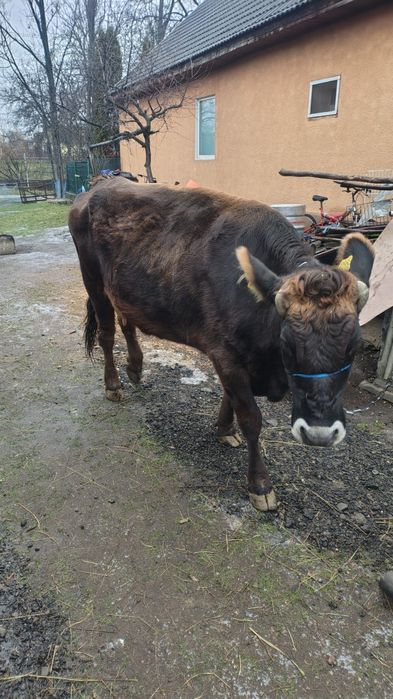 Vaca tânără de vânzare