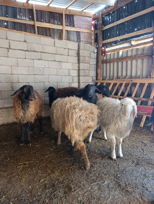 Сатылады текее кой