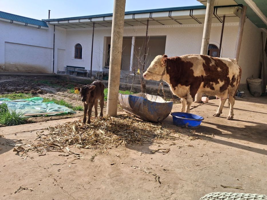 Настоящий Симмента продаётся