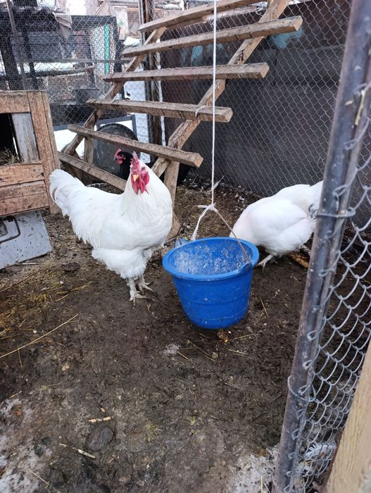 Продам Джерские гигант куры петух