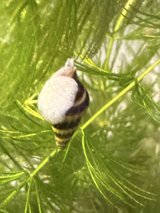 Улитки Хелена - хищные улитки