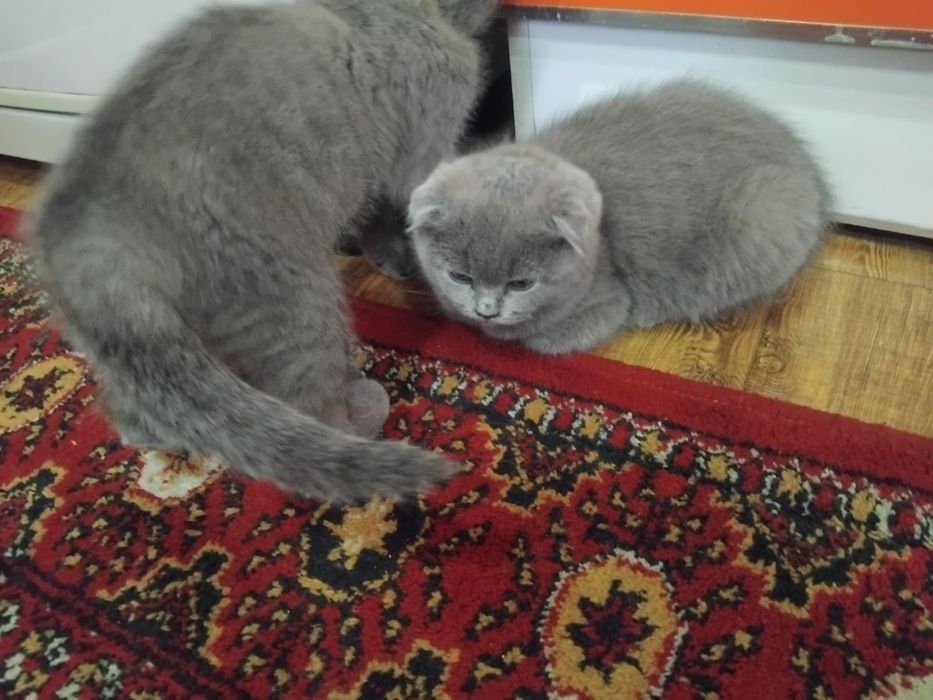 Скотиш страдает  сотилади