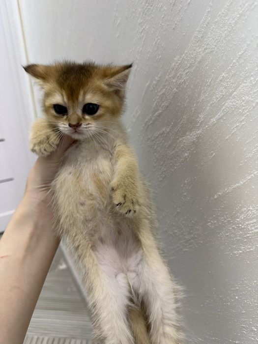 Шотландские котята