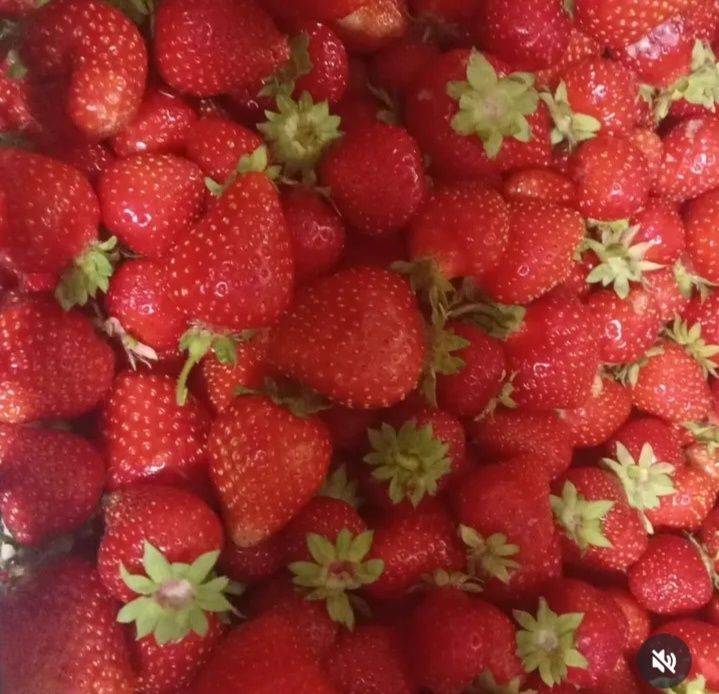 Прадаю рассаду клубники и помидор