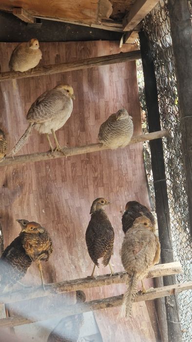 Păun mascul, fazani