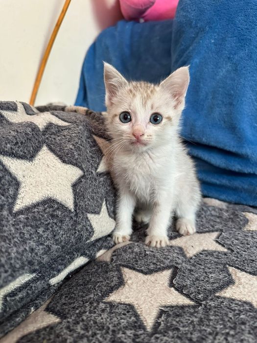 Котят в добрые руки