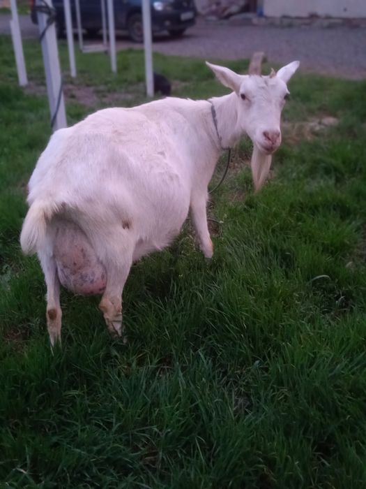 130 000 коза зааненская