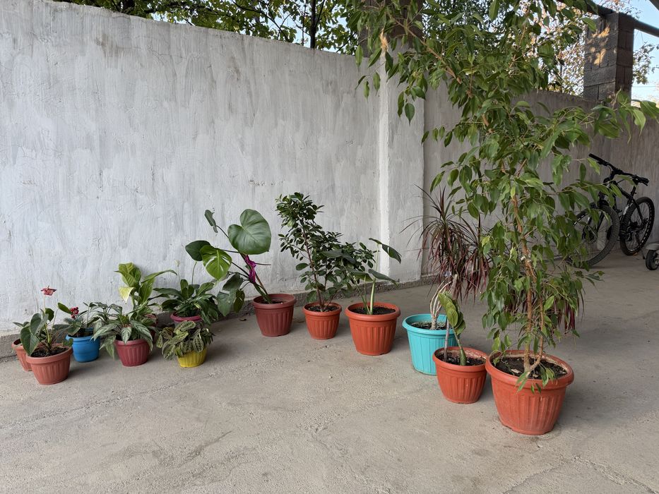 Цветы комнатные