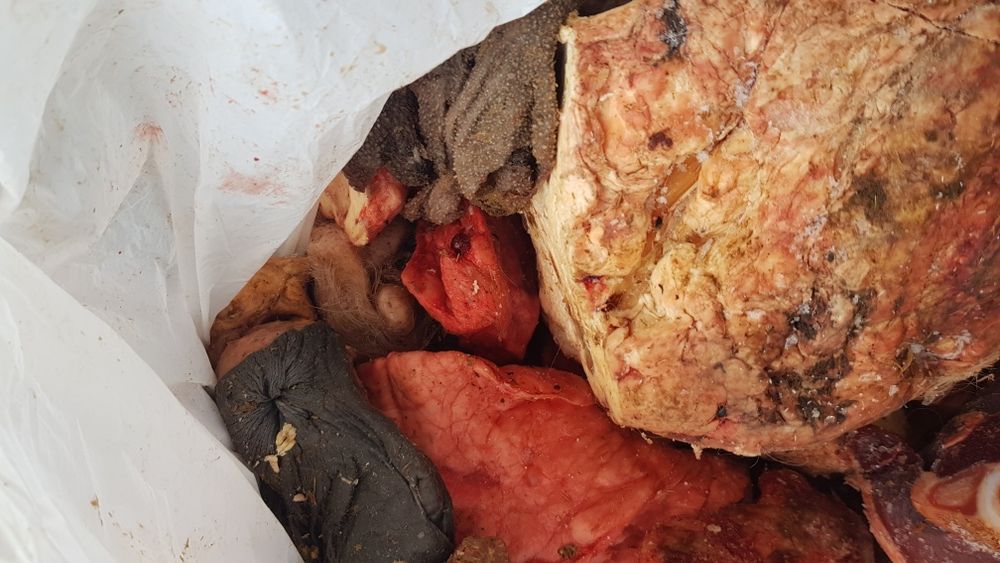 Корм для собак мясо,требуха